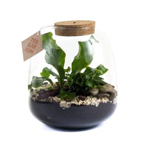 Terrario